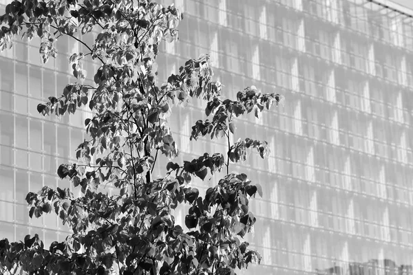 Moderno Edificio Apartamentos Exterior Blanco Negro — Foto de Stock