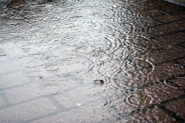 雨と表示の木の中に水の水たまりの道 雨のしずくが水たまりに波打つ — ストック写真