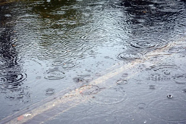 Road with puddles of water during rain and display trees . Rain drops rippling in a puddle