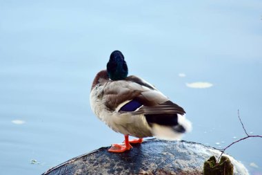 Bankadaki yaban ördeği erkek Gölü nün