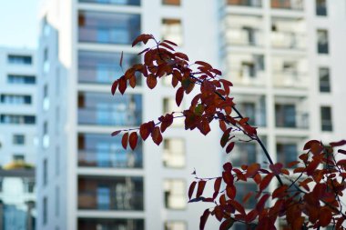 Kentsel şehir binaların arka plan ile küçük bitki