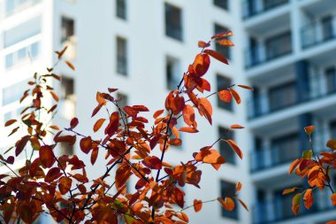 Kentsel şehir binaların arka plan ile küçük bitki