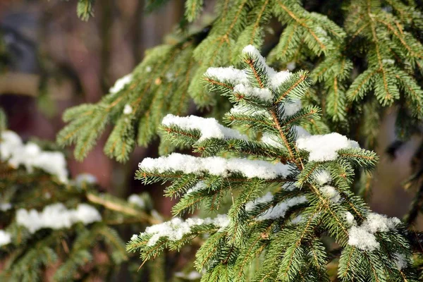 Snow Covered Tree Branch — Stock Photo, Image