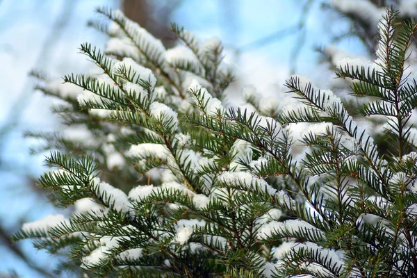 Snow Covered Tree Branch — Stock Photo, Image