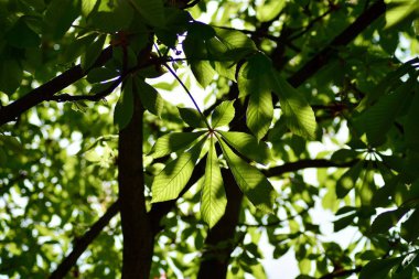 Taze yeşil yaprakların arkaplanı 