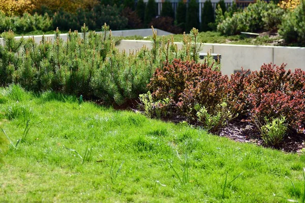 Ornamental shrubs and plants near a residential city house