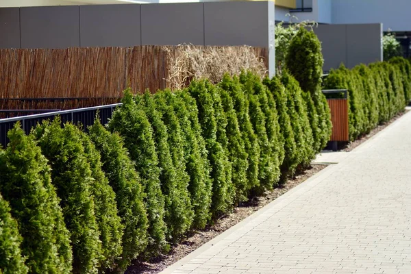 住宅街の家の近くに観賞用の低木や植物 — ストック写真