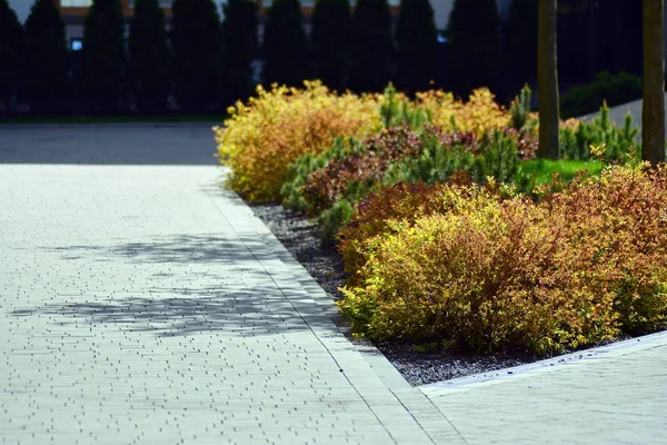 住宅街の家の近くに観賞用の低木や植物 — ストック写真