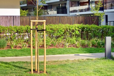 Şehir merkezinin yakınındaki süslü çalılar ve bitkiler.