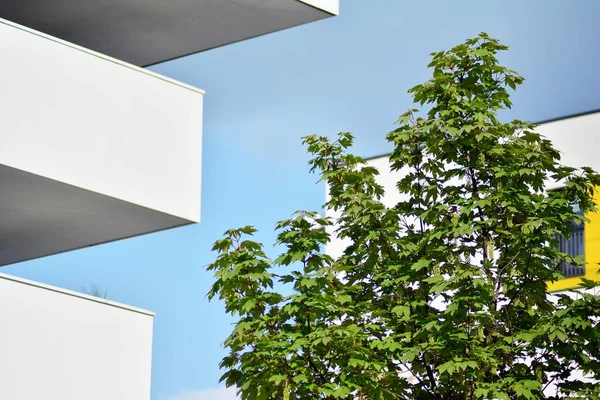 Arbustos Plantas Ornamentais Perto Uma Casa Residencial Cidade — Fotografia de Stock