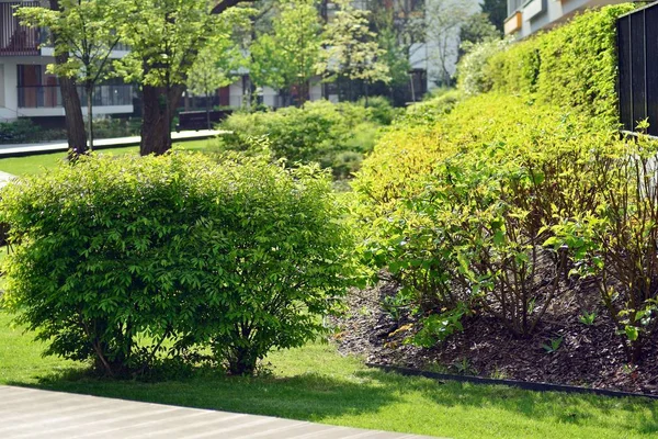 住宅区附近的装饰灌木和植物 — 图库照片