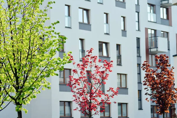 Ornamental shrubs and plants near a residential city house