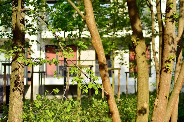 Ornamental shrubs and plants near a residential city house