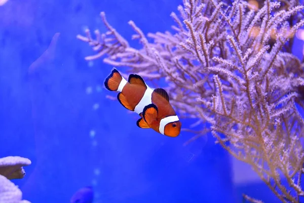 Clownfish Amphiprioninae Akvarijní Nádrže Útes Jako Pozadí — Stock fotografie