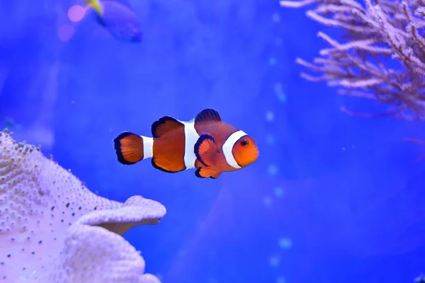 Clownfish Amphiprioninae Aquarium Tank Met Rif Als Achtergrond — Stockfoto