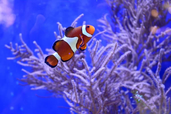 Clownfish Amphiprioninae Δεξαμενή Ενυδρείο Υφάλου Φόντο — Φωτογραφία Αρχείου