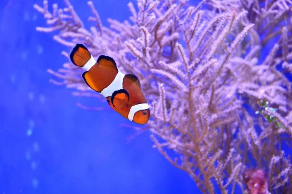 Clownfish Amphiprioninae Akvarijní Nádrže Útes Jako Pozadí — Stock fotografie