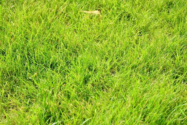 Groene Gras Textuur Van Een Veld — Stockfoto