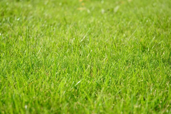 Green Grass Texture Field Stock Photo