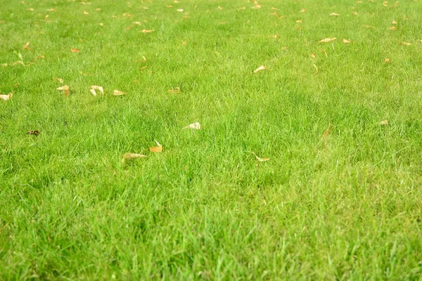 Green Grass Texture Field Royalty Free Stock Photos