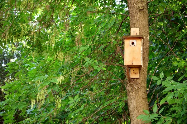 Casa Pássaro Madeira Árvore — Fotografia de Stock