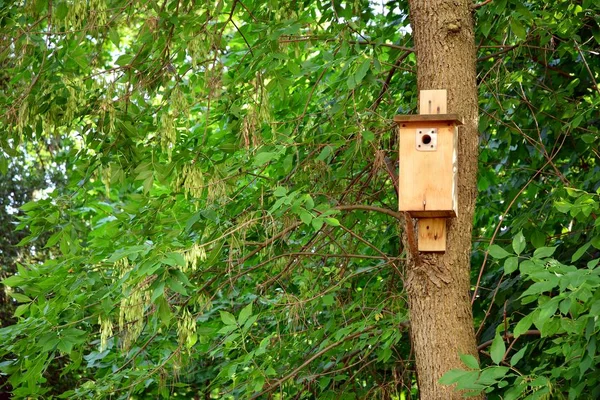 Houten Vogelhuisje Aan Boom — Stockfoto