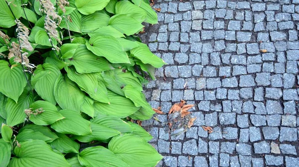 Grijze Bestrating Steen Groene Textuur Lommerrijke Planten Een Bloembed Langs — Stockfoto