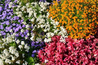 Çiçek tarhında çok renkli taze çiçekler. Çiçek arka plan. Üstte görüntü.