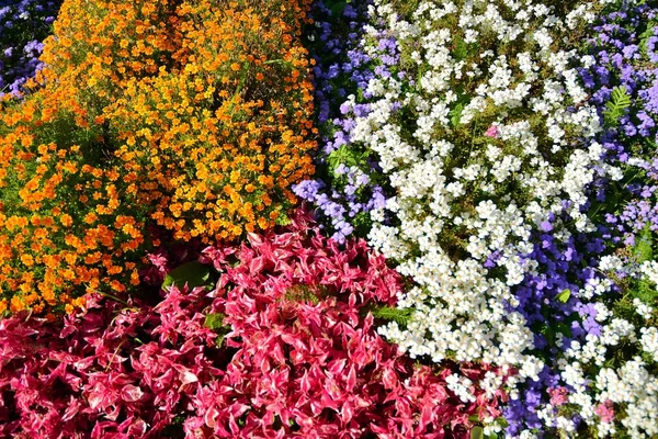 Flores Frescas Multicolores Macizo Flores Fondo Floral Vista Superior —  Fotos de Stock