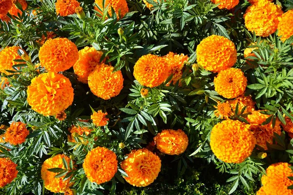 Veelkleurige Verse Bloemen Flowerbed Florale Achtergrond Top View — Stockfoto