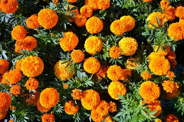 Veelkleurige Verse Bloemen Flowerbed Florale Achtergrond Top View — Stockfoto