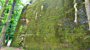 Ormanda yıkılmış 2. Dünya Savaşı kalıntıları bulundu. Yosun, çalılık ve diğer bitkilerle kaplıydı..