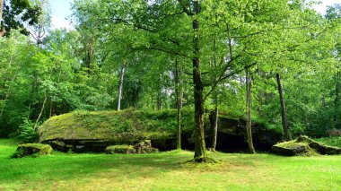 Ormanda yıkılmış 2. Dünya Savaşı kalıntıları bulundu. Yosun, çalılık ve diğer bitkilerle kaplıydı..