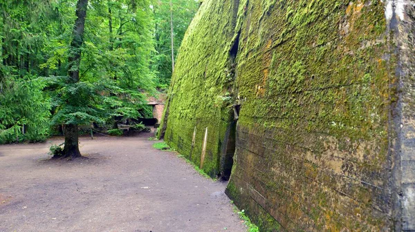 Ormanda yıkılmış 2. Dünya Savaşı kalıntıları bulundu. Yosun, çalılık ve diğer bitkilerle kaplıydı..