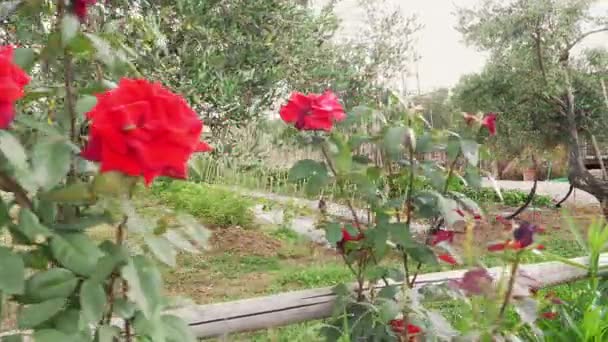 Talya Sebze Bahçesinde Zeytin Ağacı Güllerin Önünde Orta Boy — Stok video