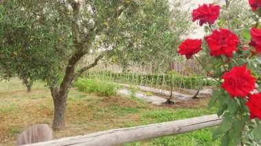 İtalya 'da sebze bahçesinde çekilmiş bir fotoğraf. Zeytin ağacı ve güllerin önünde.