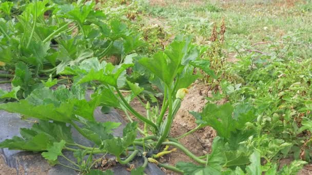 Dolly Tourné Sur Plante Courgette — Video