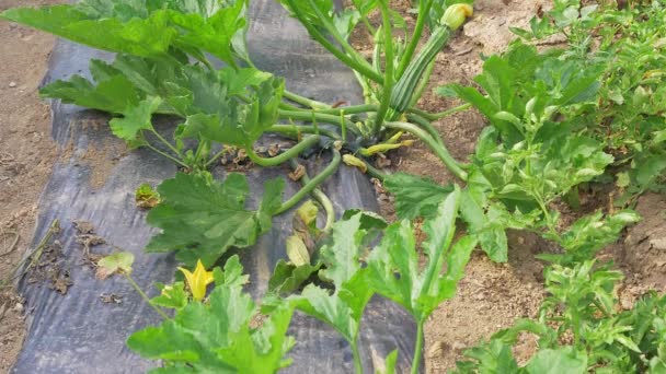 Pfanne Auf Zucchini Pflanze Gemüsegarten — Stockvideo