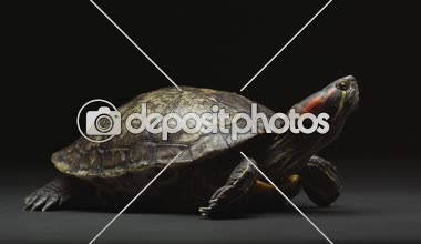 tablo üzerinde taşıma turtle ve tarama siyah izole