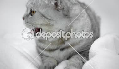 açık ağız ile beyaz battaniye oturan ve beyaz zemin üzerine çekip Gri kedi