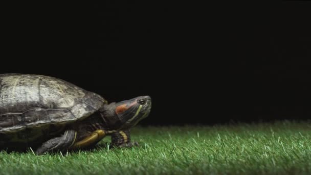 Tartaruga Rastejando Lateralmente Grama Verde Isolado Preto — Vídeo de Stock