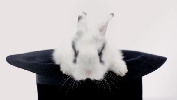 Cute Rabbit Sitting Black Hat Wiggling Nose Isolated White — Stock Video