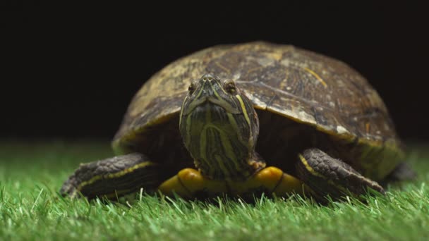 Tortue Clignotant Sur Herbe Verte Isolée Sur Noir — Video