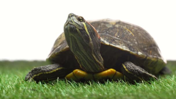 Tortuga Moviéndose Sobre Hierba Verde Fondo Blanco — Vídeo de stock