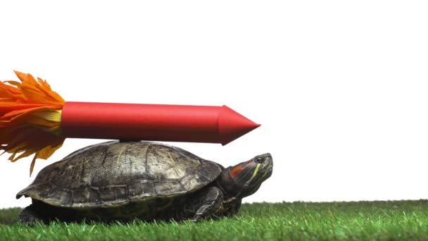 Turtle Moving Green Grass Paper Rocket Shell Isolated White — Stock Video