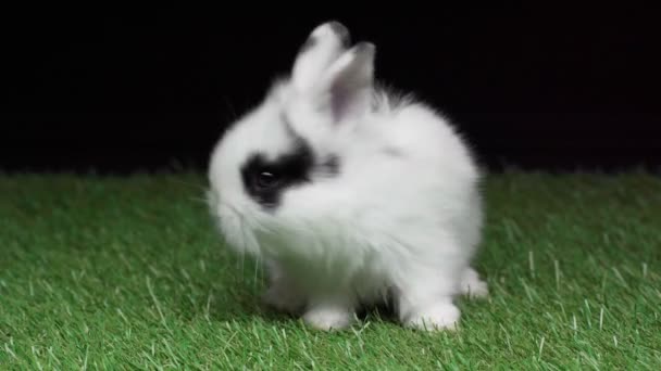 Niedliches Kaninchen Mit Schwarzen Flecken Auf Der Schnauze Sitzt Auf — Stockvideo