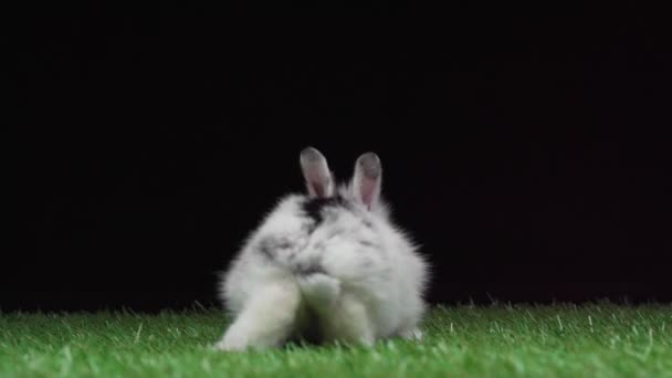 Niedliches Kaninchen Mit Schwarzen Flecken Das Auf Grünem Gras Isoliert — Stockvideo