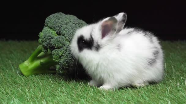 かわいい斑点を付けられたウサギ ブロッコリーを食べると黒に分離された草の上を歩く — ストック動画