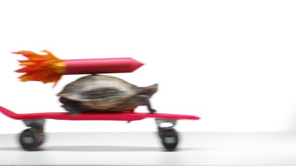 Sköldpadda Bord Med Röd Raket Modell Shell Flyttar Skateboard Vit — Stockvideo