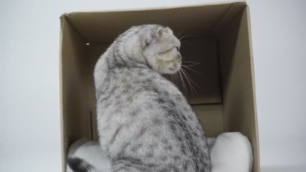 Gatto Grigio Seduto Coda Ondulata Che Esce Dalla Scatola Cartone — Video Stock